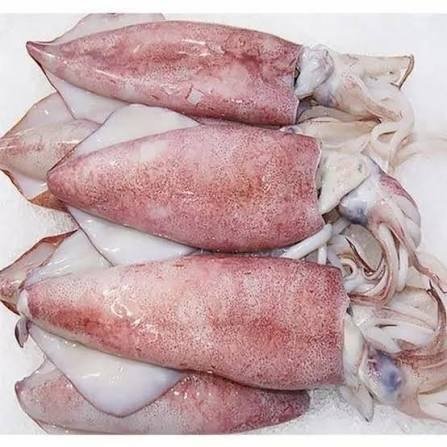 Cephalopods